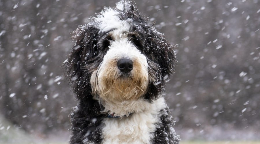 Bernese Mountain Dog Poodle Mix Pictures